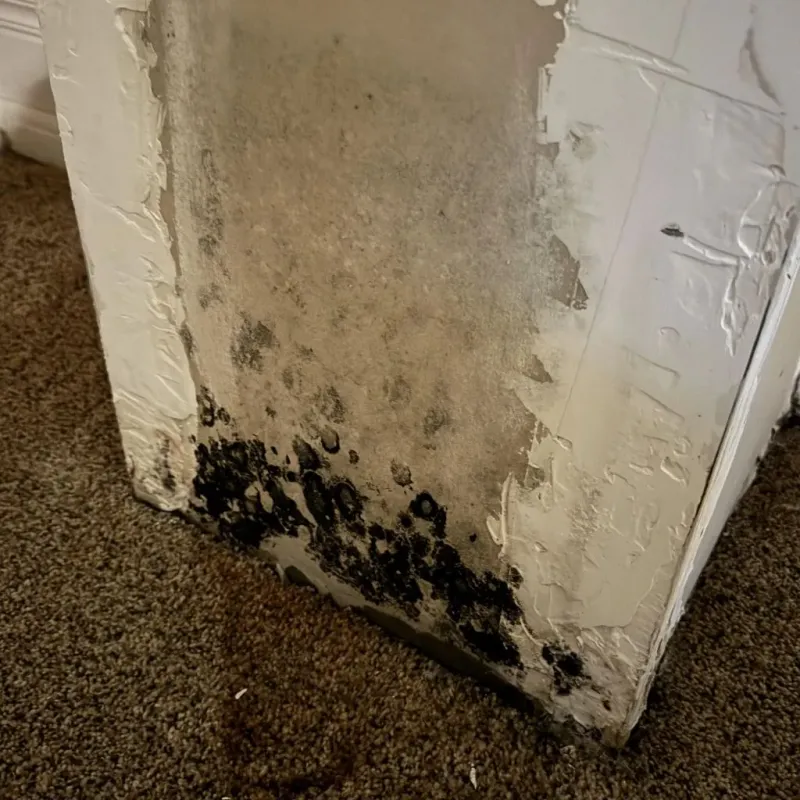 Professional Mold Removal in Clintonville, WI